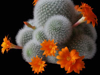 Rebutia muscola